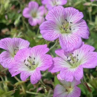 Geranium 'Confetti'